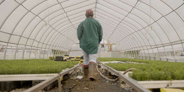 A man walks through the rows of a tree nursery greenhouse.