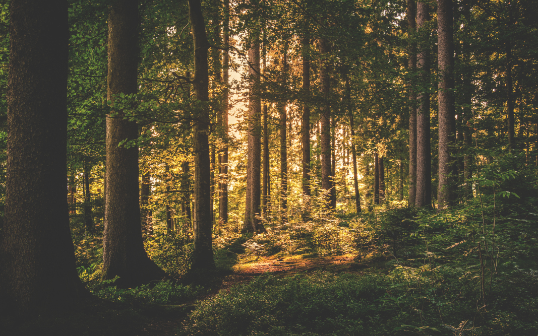 Image of trees of Nova Scotia forests